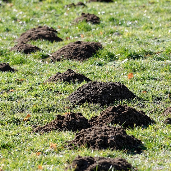 Rozgarnianie kretowisk